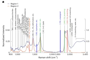 Figure 7. Comparison of Raman spectra from the outer and inner regions of lipid droplets.