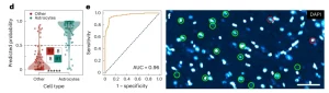 Figure 8. Performance of the cell classification model based on single-cell SuperB-SRS spectra.